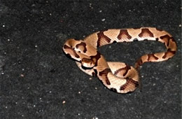 Agkistrodon contortrix - Copperhead