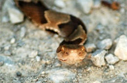 Agkistrodon contortrix - Copperhead