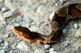 Agkistrodon contortrix - Copperhead