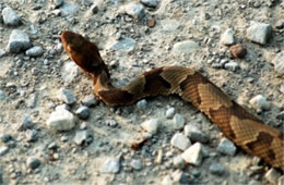 Agkistrodon contortrix - Copperhead