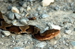 Agkistrodon contortrix - Copperhead