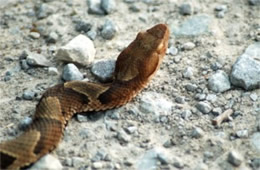 Agkistrodon contortrix - Copperhead