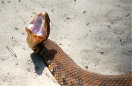 Agkistrodon piscivorus - Cottonmouth (Water Moccasin)