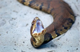 Agkistrodon piscivorus - Cottonmouth (Water Moccasin)