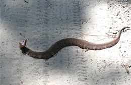 Agkistrodon piscivorus - Cottonmouth (Water Moccasin)