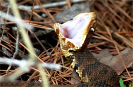 Agkistrodon piscivorus - Cottonmouth (Water Moccasin)