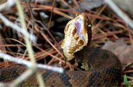 Agkistrodon piscivorus - Cottonmouth (Water Moccasin)