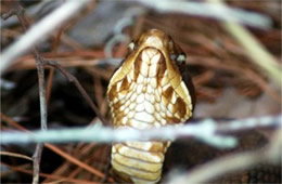 Agkistrodon piscivorus - Cottonmouth (Water Moccasin)