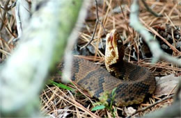 Agkistrodon piscivorus - Cottonmouth (Water Moccasin)