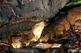 Agkistrodon piscivorus - Cottonmouth (Water Moccasin)