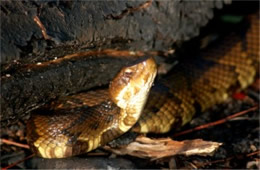 Agkistrodon piscivorus - Cottonmouth (Water Moccasin)