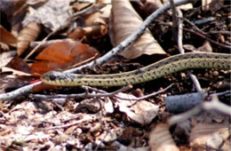 Thamnophis sirtalis - Eastern Garter Snake