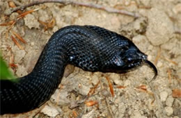 Heterodon platirhinos - Melanistic Eastern Hognose Snake