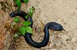 Heterodon platirhinos - Melanistic Eastern Hognose Snake