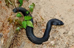 Heterodon platirhinos - Melanistic Eastern Hognose Snake