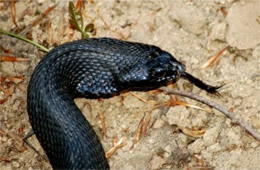 Heterodon platirhinos - Melanistic Eastern Hognose Snake