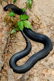 Heterodon platirhinos - Melanistic Eastern Hognose Snake