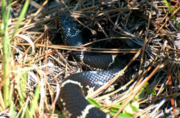 Lampropeltis getula - Eastern Kingsnake