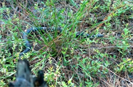 Lampropeltis getula - Eastern Kingsnake