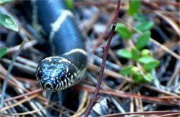 Lampropeltis getula - Eastern Kingsnake