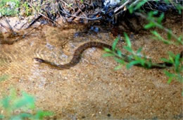 Nerodia sipedon - Northern Water Snake