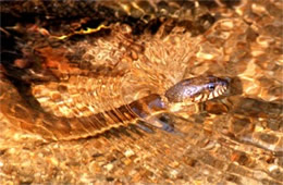 Nerodia sipedon - Northern Water Snake