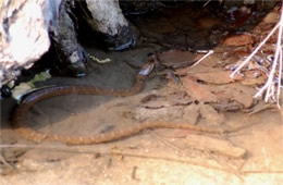 Nerodia sipedon - Northern Water Snake