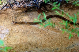 Nerodia sipedon - Northern Water Snake