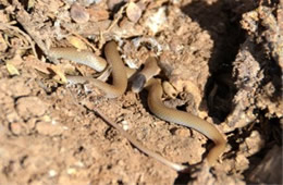 Tantilla hobartsmithi - Southwestern Blackhead Snake