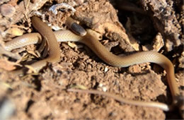 Tantilla hobartsmithi - Southwestern Blackhead Snake