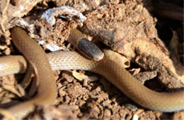 Tantilla hobartsmithi - Southwestern Blackhead Snake