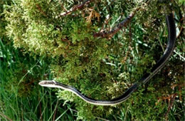 Masticophis taeniatus - Striped Whipsnake