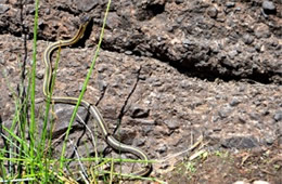 Thamnophis sirtalis fitchi - Valley Garter Snake