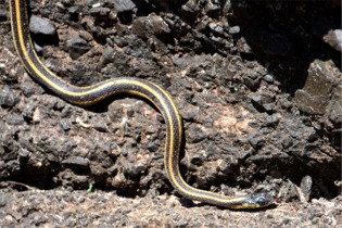 Thamnophis sirtalis fitchi - Valley Garter Snake