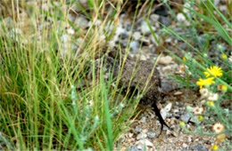 Crotalus atrox - Western Diamondback Rattlesnake