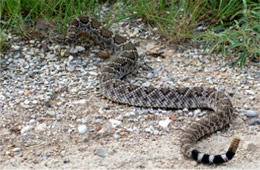 Crotalus atrox - Western Diamondback Rattlesnake