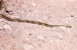 Salvadora hexalepis - Western Patch-nosed Snake