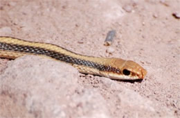 Salvadora hexalepis - Western Patch-nosed Snake