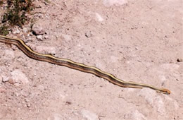 Salvadora hexalepis - Western Patch-nosed Snake