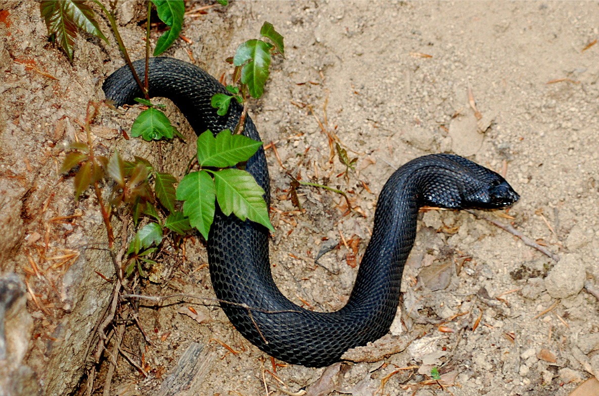 Black Hognose Snake, Hognose Snakes, Snake Names, Snakes Facts