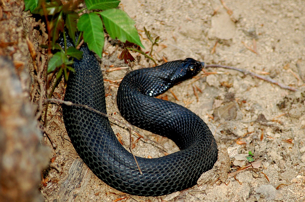 Black Hognose Snake, Hognose Snakes, Snake Names, Snakes Facts