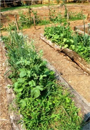 henricus settlement garden