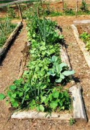 henricus settlement garden