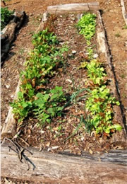 henricus settlement garden