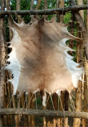 deer hide