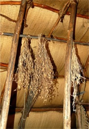 plants drying in native american longhouse