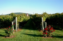 Virginia Vineyard