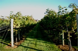 Virginia Vineyard