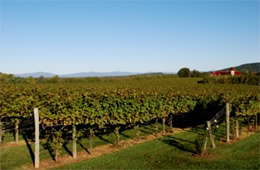 Virginia Vineyard