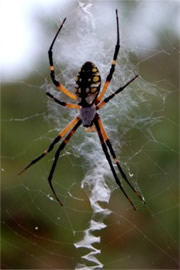 Argiope Spider